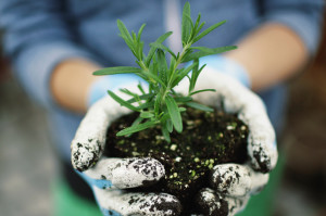 plant-comp image for booker and butler