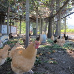 Stone Edge Farm Chicken Coop - Booker and Butler Concierges