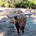 custom_the_bull Long Horned Steer in California - Booker and Butler Concierges