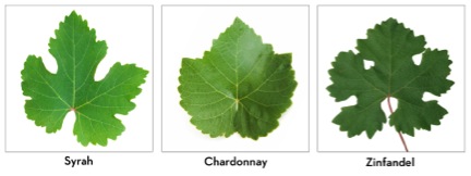 varietal leaves image for booker and butler