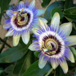 Passion Flowers seen on nature tour