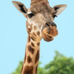 Giraffe at Raymond Winery during nature tour
